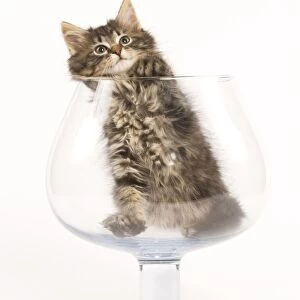 Cat - Norwegian Forest kitten in large wine glass