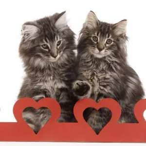 Cat - Norwegian forest kitten sitting behind cut out hearts Cat - Norwegian forest kitten sitting behind cut out hearts