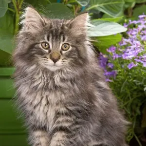 Cat - Norwegian Forest Kitten sitting with flowers Cat - Norwegian Forest Kitten sitting with flowers