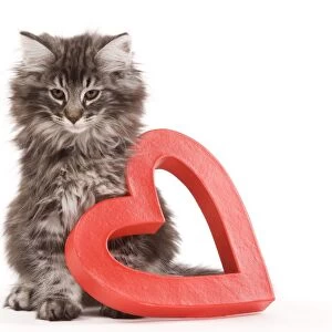 Cat - Norwegian forest kitten sitting beside red cut-out heart