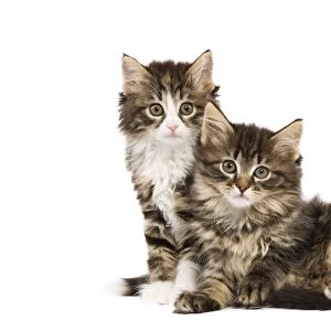 Cat - Norwegian Forest kittens in studio