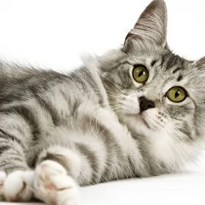 Cat - Norwegian Silver Tabby