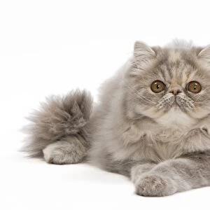 Cat - Persian blue & creme blotched tabby - 6 month old kitten in studio