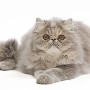 Cat - Persian blue & creme blotched tabby - 6 month old kitten in studio Cat - Persian blue & creme blotched tabby - 6 month old kitten in studio
