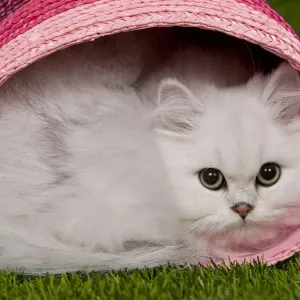 Cat - Persian Chinchilla - Kitten curled up in pink basket