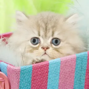 Cat - Persian kitten in basket Cat - Persian kitten in basket