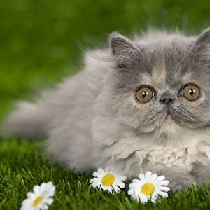 Cat - Persian kitten in garden