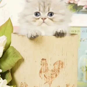 Cat - Persian kitten in pot Cat - Persian kitten in pot