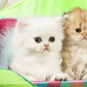 White Persian Teacup Persian Kittens For Adoption Persian Kittens