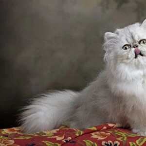 Cat - Persian - licking lips