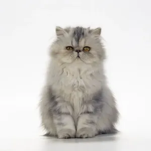 Cat - Persian Tortoiseshell Cameo kitten Cat - Persian Tortoiseshell Cameo kitten