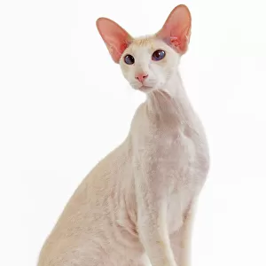Cat - Peterbald breed in studio