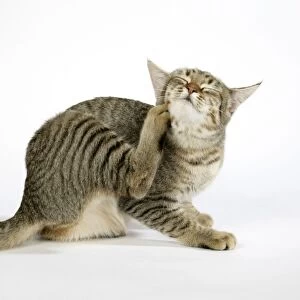 Cat - Pixie-Bob scratching
