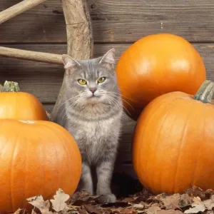 Cat - with pumpkins