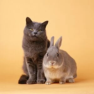 Cat - with Rabbit