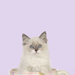 CAT - Ragdoll kitten sitting in tea cup Digital Manipulation: colour background from white