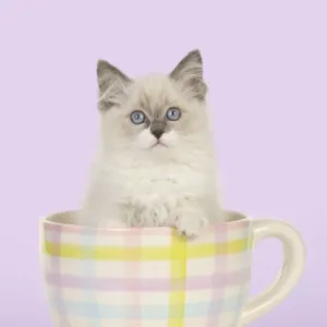 CAT - Ragdoll kitten sitting in tea cup Digital Manipulation: colour background from white