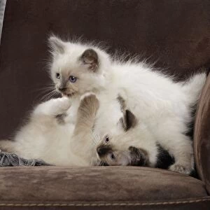 Cat - two Ragdoll kittens playing