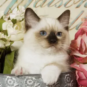 Cat - Ragdoll Seal Kitten amongst flowers Cat - Ragdoll Seal Kitten amongst flowers