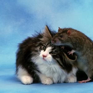 Cat - with rat climbing on cat's head