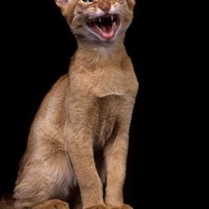 Cat - Red Abyssinian