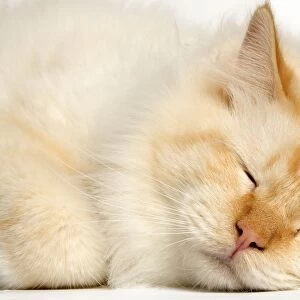 Cat - Red Tabby sleeping