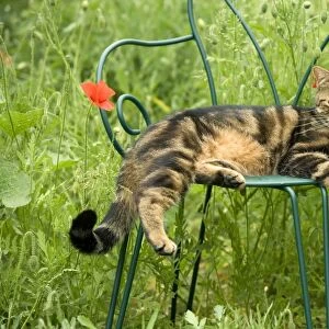 Cat - relaxing on chair in garden