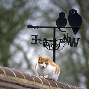 Cat - on roof with weathervane