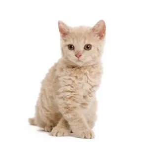 Cat - Selkirk Red kitten sitting in studio with front paws crossed - Good Luck Cat - Selkirk Red kitten sitting in studio with front paws crossed - Good Luck