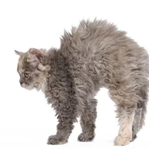 Cat - Selkirk Rex kittens in studio - arching back, stretching