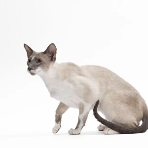 Cat - Siamese - Blue point & white - 8 months old in studio