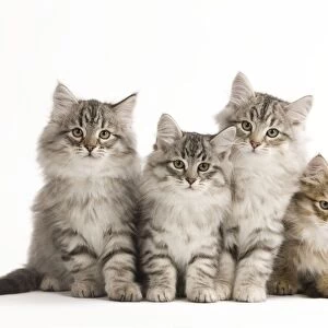 Cat - Siberian Cats - sitting together