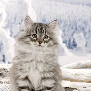 Cat - Siberian Kitten - in snow