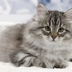 Cat - Siberian Kitten - in snow Cat - Siberian Kitten - in snow