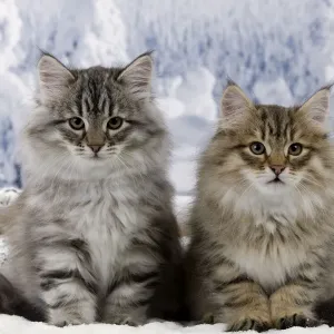 Cat - Siberian Kittens - in snow