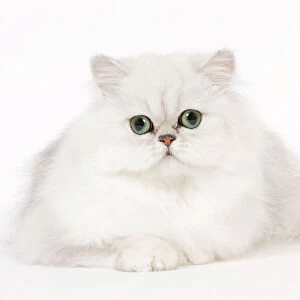 Cat - Silver Shaded Persian kitten in studio