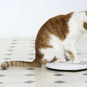 CAT - sitting on bathroom scales