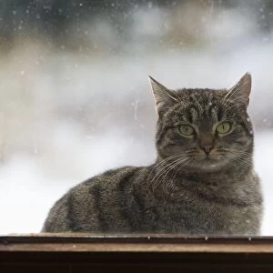 Cat - sitting in front of house door in winter - looking through glass pane in door - Lower Saxony - Germany