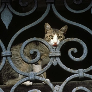 Cat - sitting behind metal / wrought-iron fence. Venice - Italy