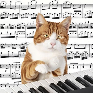 Cat sitting at a piano / keyboard, paws on keys