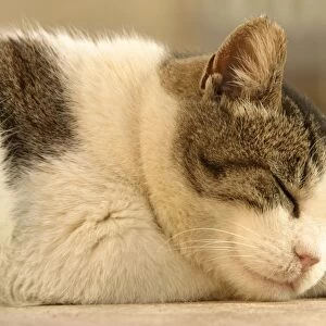 Cat Sleeping