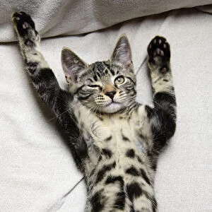 CAT. sleepy tabby kitten laying on its back with paws up, one eye open