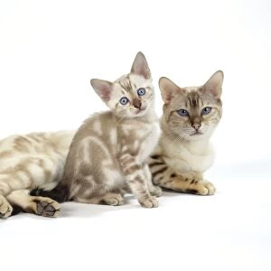 CAT. Snow Marble blue-eyed Bengal with kitten - 6 weeks old