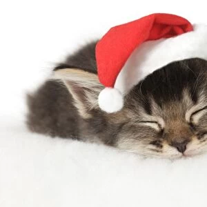 CAT. Somali x tabby kitten about 5 weeks old with Christmas hat Digital Maniplation: Christmas hat JD
