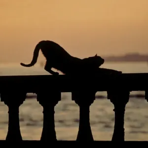 Cat - stretching out on stone wall - Venice - Italy Cat - stretching out on stone wall - Venice - Italy
