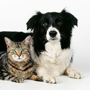Cat - tabby with Border Collie Dog