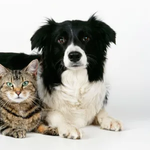 Cat - tabby with Border Collie Dog