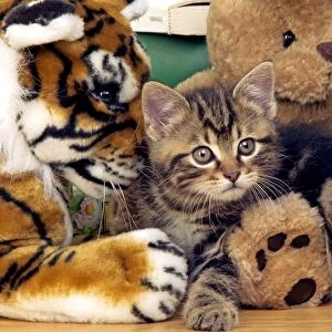 CAT - Tabby Kiten with teddy bear