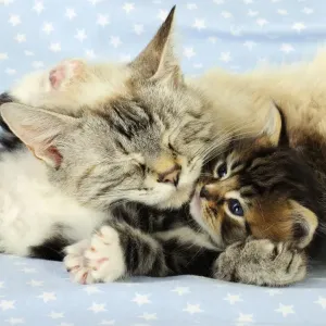 Cat. Tabby Kitten (6 weeks old) laying on mother cat on star background Cat. Tabby Kitten (6 weeks old) laying on mother cat on star background