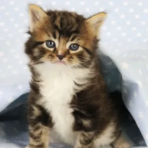 Cat. Tabby Kitten (6 weeks old) on star background Cat. Tabby Kitten (6 weeks old) on star background